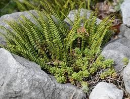 Plantes & graines: Fougère Asplenium trichomanes   3 plants – D'occasion à Bremblens par FIBONACCI369 2