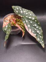 Begonia Maculata Pink Variegata