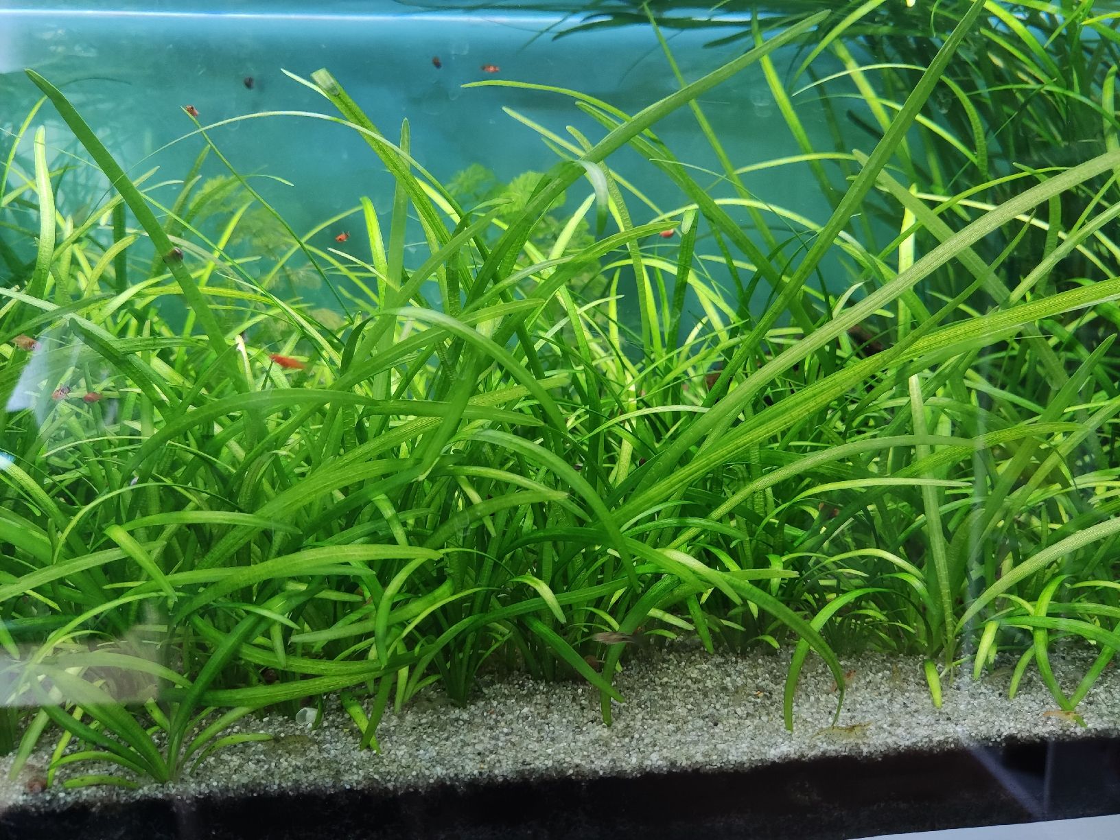 Piante & sementi: Aquarium Pflanzen 2stk 1fr bitte lesen – Nuovo (secondo la descrizione) da Safenwil venduto da mar_tbk5 2