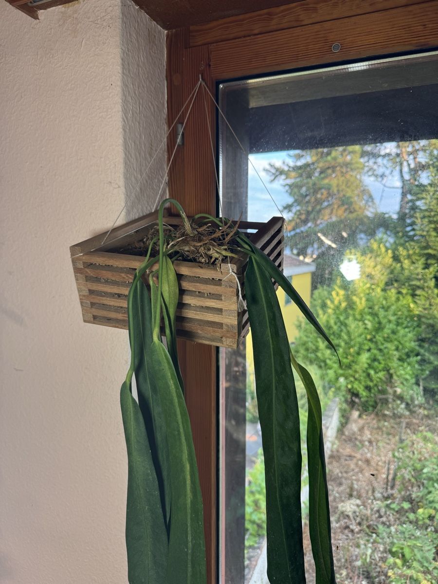 Blumentöpfe: Orchideenkorb S – Gebraucht aus Männedorf von mrclst 5