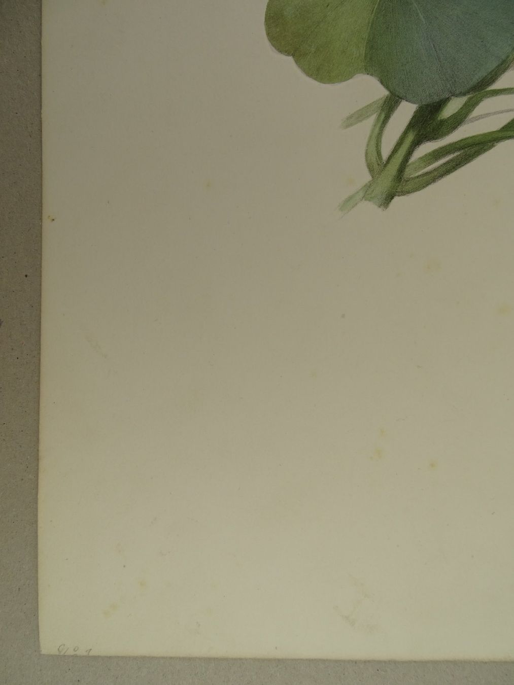 Stiche: FLEUR, BLUME, LITHOGRAPHIE UM 1850 – Gebraucht aus Grüningen von Kartensammler 2