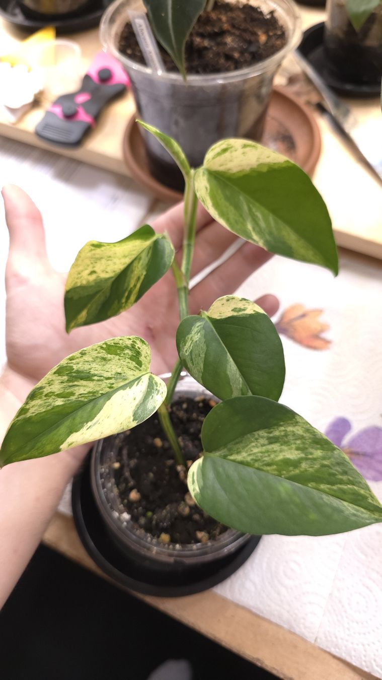 Piante & sementi: Epipremnum Marble Queen  – Nuovo (secondo la descrizione) da Neyruz FR venduto da bry_2dg9