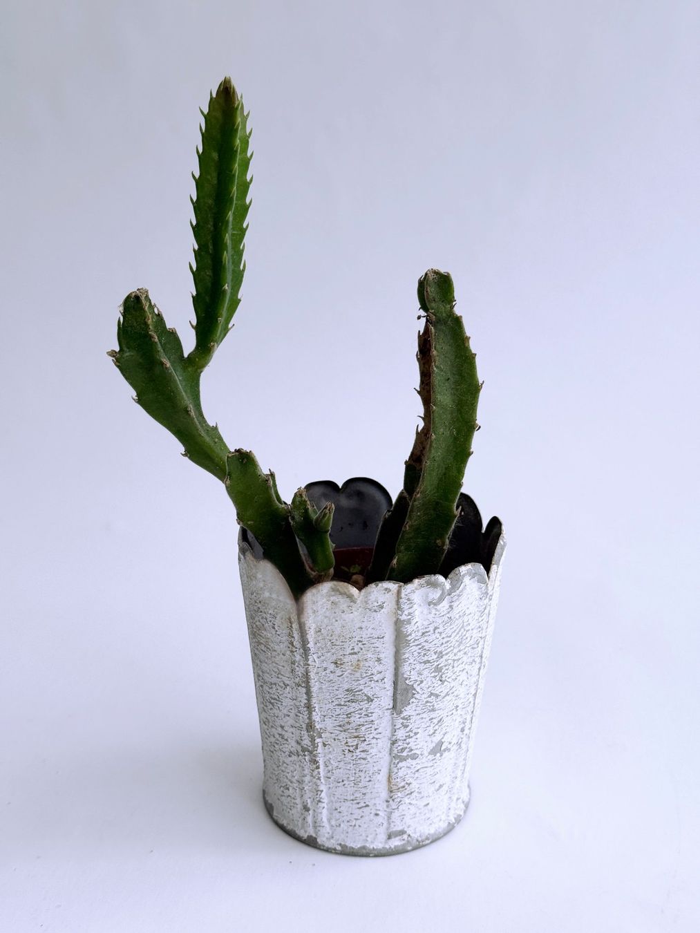 Piante & sementi: Stapelia***** – Nuovo (secondo la descrizione) da Dübendorf venduto da Orchid18 2