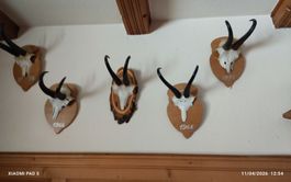 Trophées de chamois anciens, collection unique!