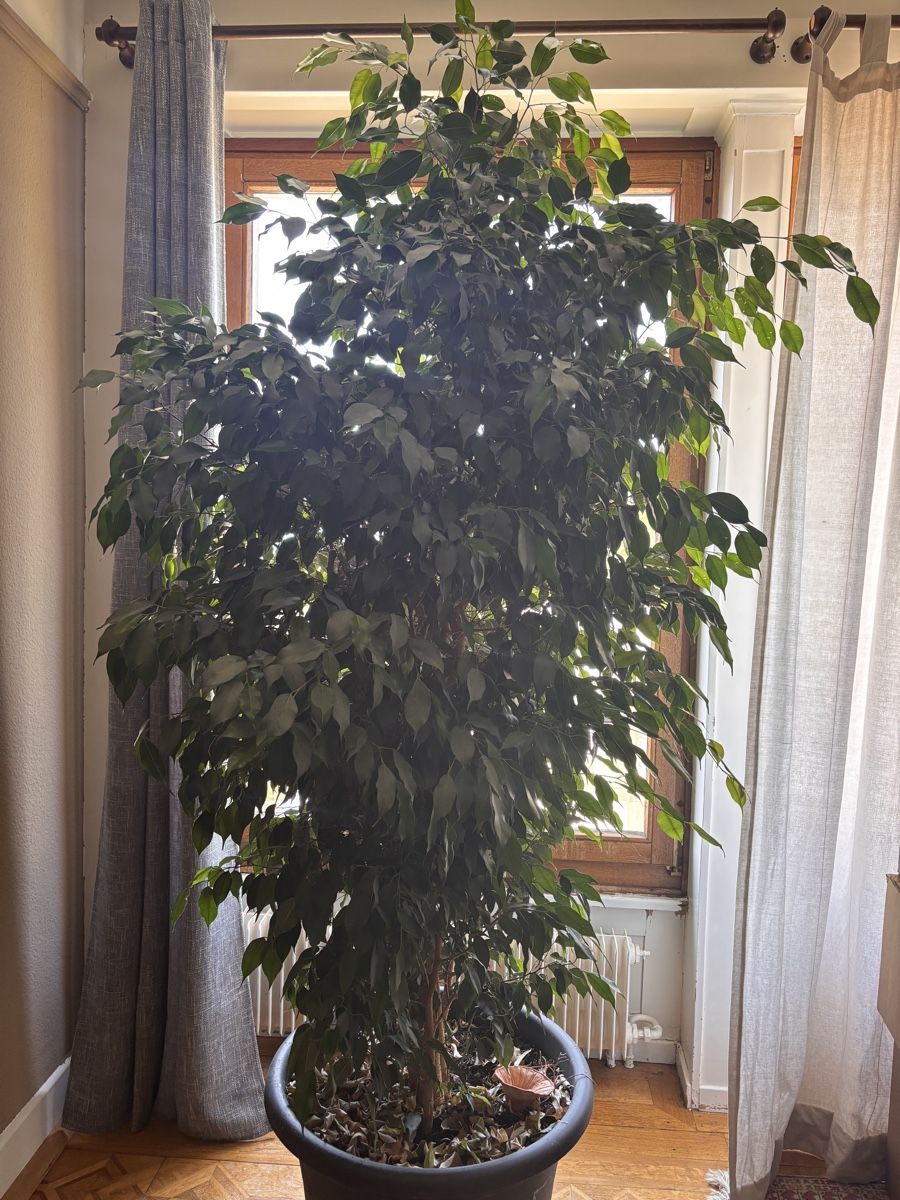 Piante & sementi: Ficus de 25 ans – Usato da Leysin venduto da yan_7xj2