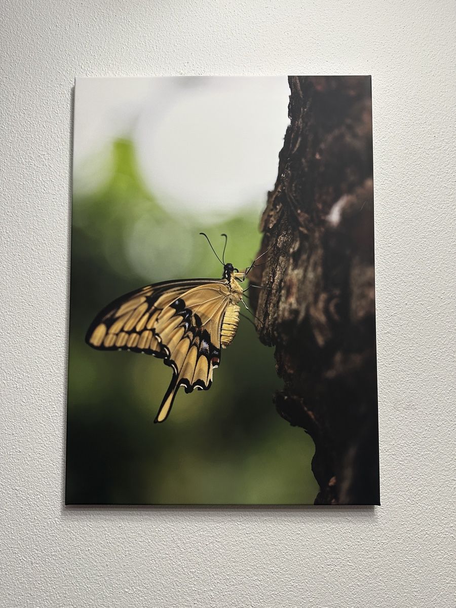 Foto & Immagini: Schmetterling Leinwandbild 70x50cm – Nuovo e nell'imballaggio originale da Aarburg venduto da Tonija