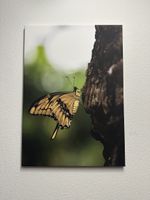 Schmetterling Leinwandbild 70x50cm