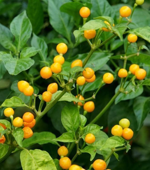 Pflanzen & Samen: 30 Samen AJI CHARAPITA Chili – Neu (gemäss Beschreibung) aus Ehrendingen von VerveinaSamen