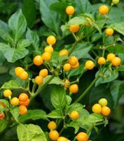 30 Samen AJI CHARAPITA Chili