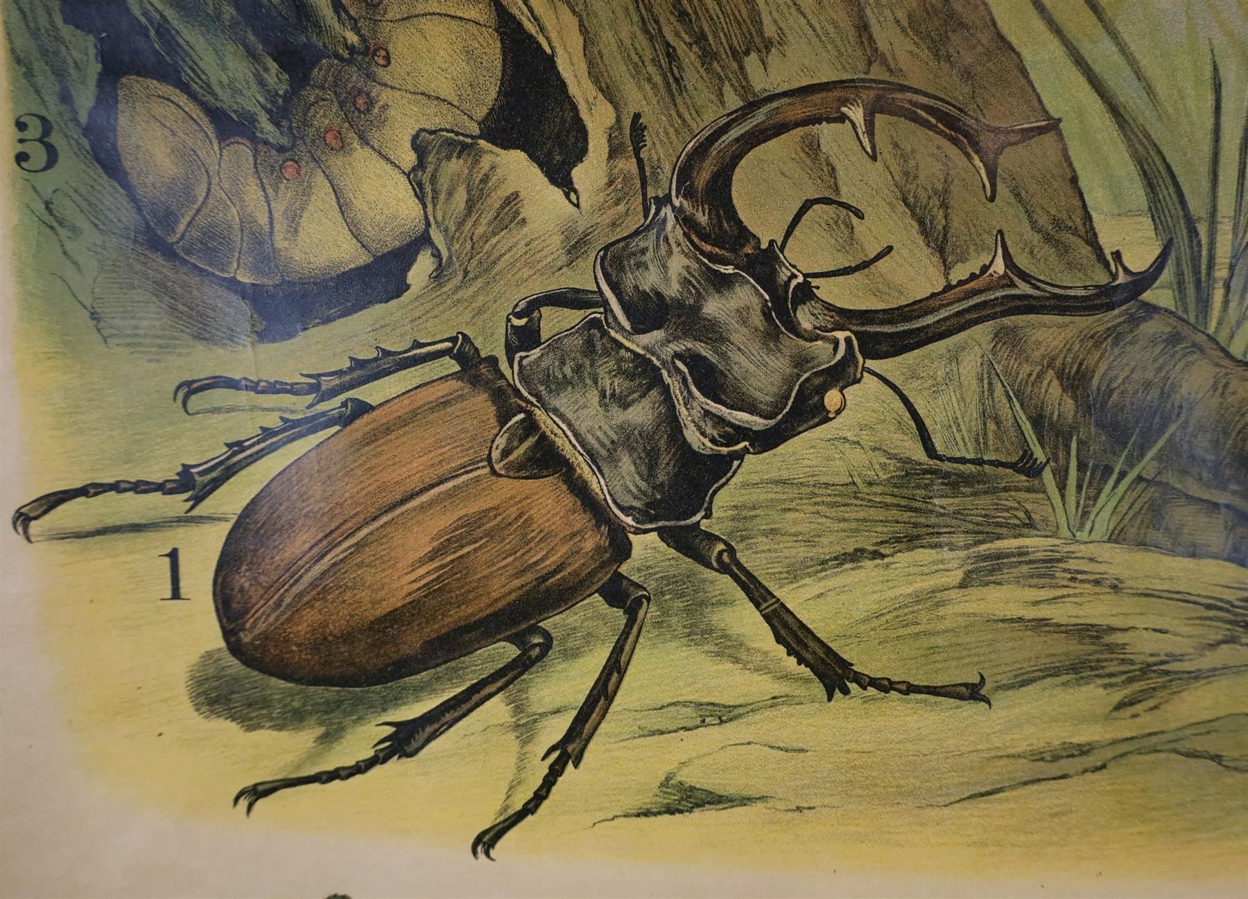 Posters & Illustrations: Schulwandbild "Käfer, Hirschkäfer" – D'occasion à Birrwil par brandschatz_birrwil 3