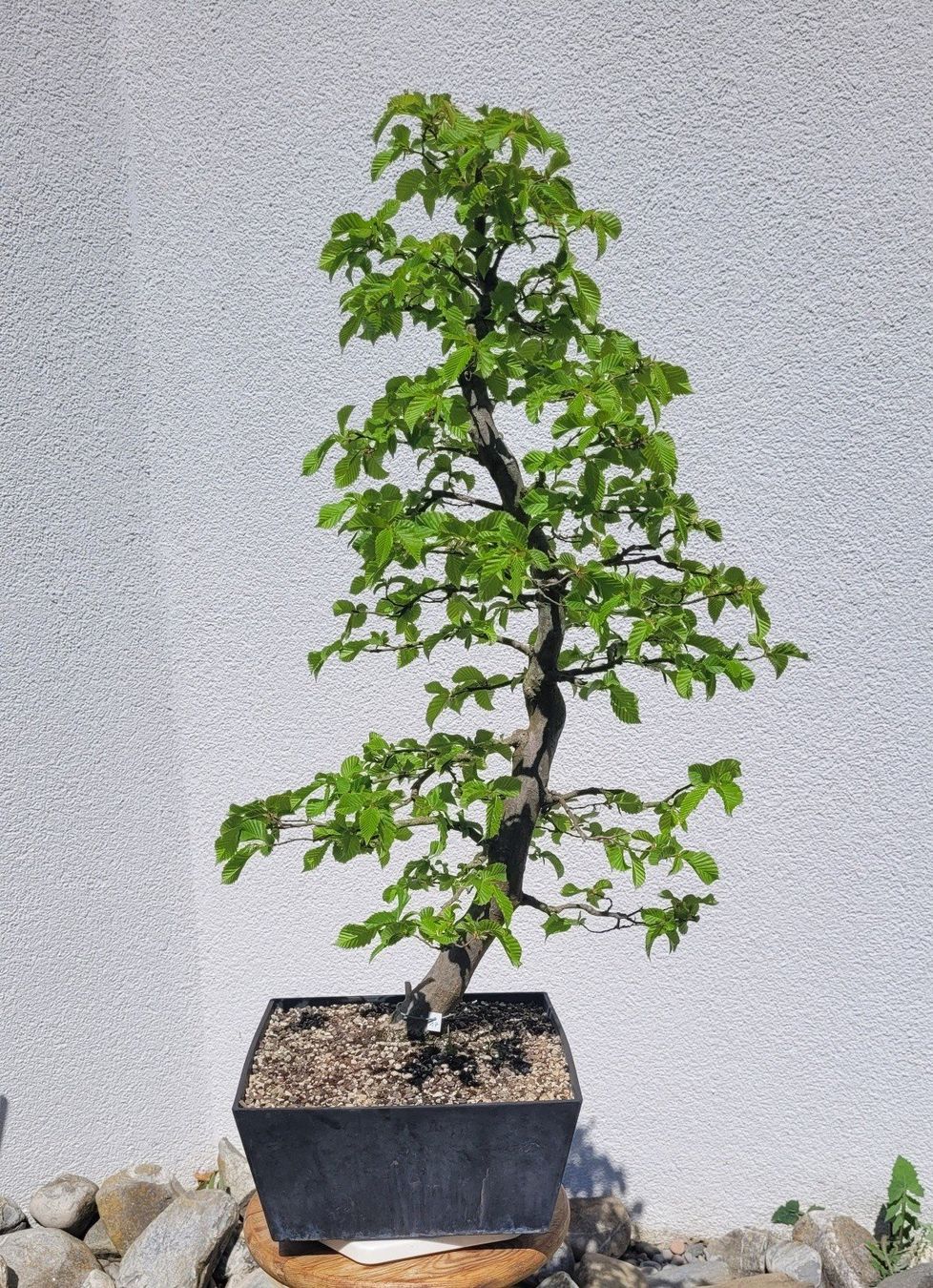 Piante & sementi: Hainbuche (Pre) Bonsai – Nuovo (secondo la descrizione) da Fehraltorf venduto da 100_Konzert