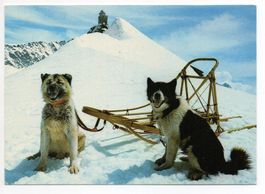 JUNGFRAUJOCH Polarhunde Sphinx
