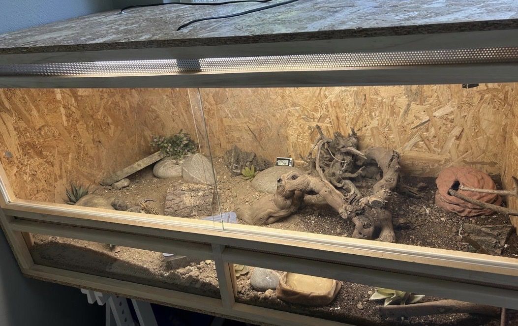 Terrariums: Komplett eingerichtetes Terrarium  – D'occasion à Burgdorf par bi_kri98