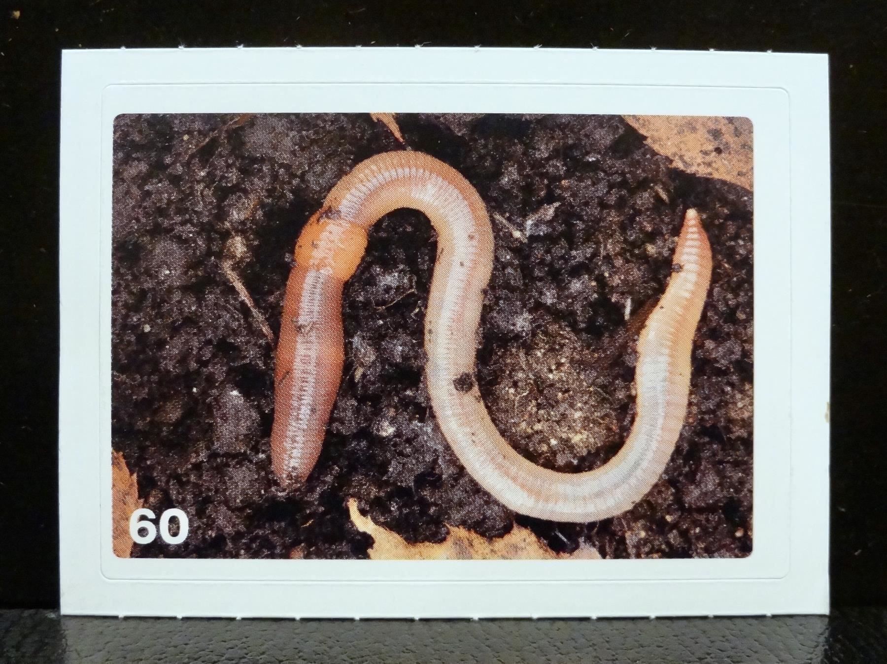 Migros Carte collezionabili: MIGROS MANIA Nature Detectives Nr. 60 – Usato da Kerzers venduto da zimmergruen
