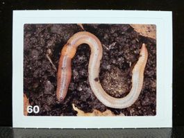 MIGROS MANIA Nature Detectives Nr. 60