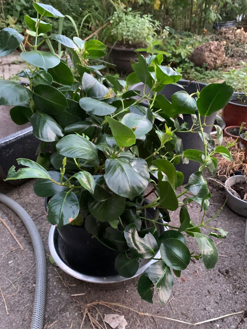 Pflanzen & Samen: Mandevilla - Dipladenia / grosse Pflanze – Neu (gemäss Beschreibung) aus Hinteregg von ERFOLG78 6
