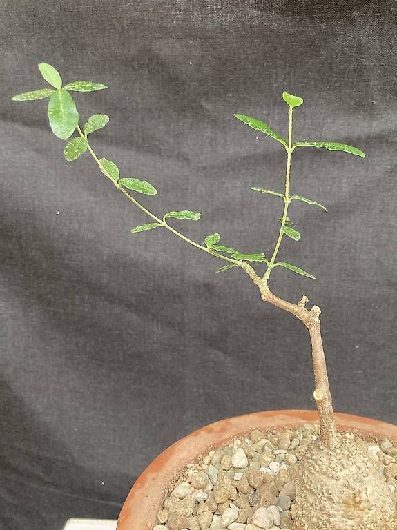 Piante & sementi: Caudex Fockea edulis – Nuovo e nell'imballaggio originale da Liestal venduto da PrebenZwei 4