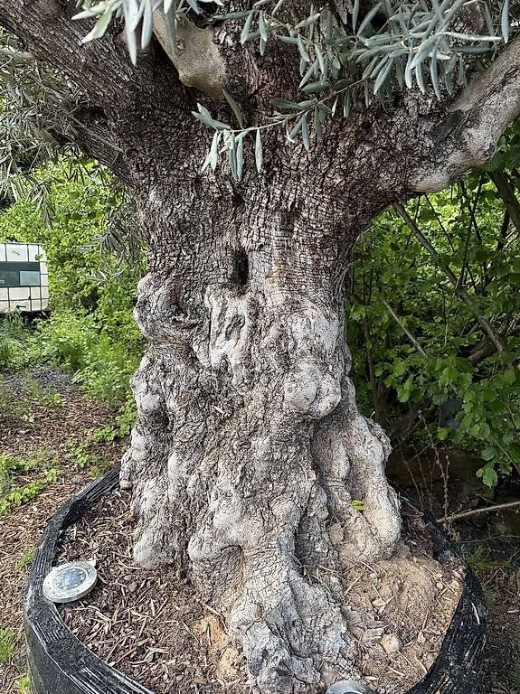 Piante & sementi: Olivenbaum "Olea Europea 22" – Nuovo (secondo la descrizione) da Zuckenriet venduto da Thur_Plant 5