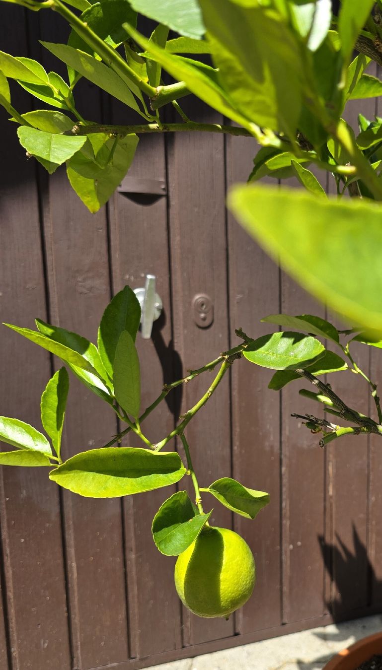 Piante & sementi: Limettenbaum (Echte Limette / Citrus aurantifolia). – Usato da Aarburg venduto da popkorn65 2