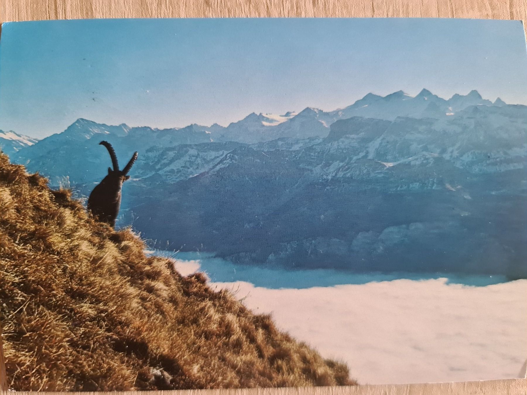 Ansichtskarten: Ansichtskarte Steinwild Brienzer Rothorn 1969 – Gebraucht aus Dintikon von Vexi