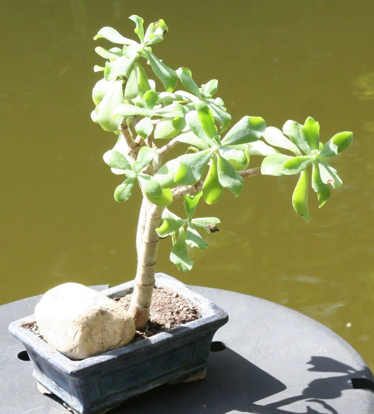 Plantes & graines: BONSAI  -  Geldbaum – D'occasion à Gretzenbach par Sikim 1