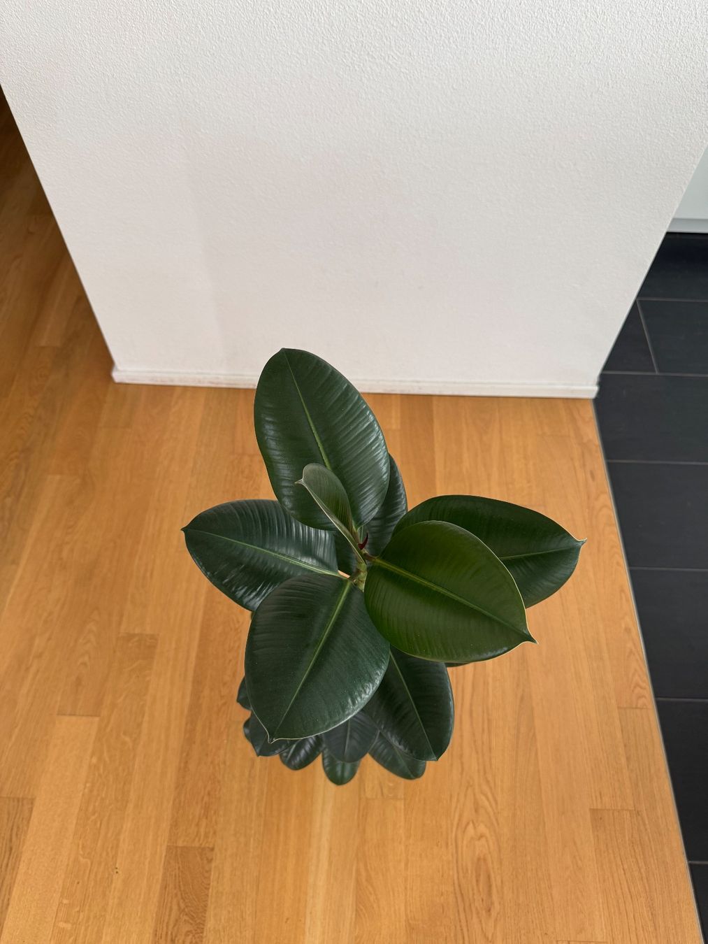 Piante & sementi: Ficus Elastica Robusta – Usato da Goldau venduto da b4mxshk 2