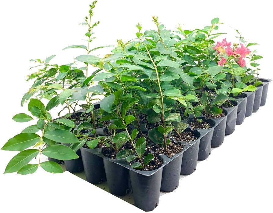 Pflanzen & Samen: Lilas d'été fuchsia 2 PLANTS – Neu und originalverpackt aus Bremblens von FIBONACCI369 2