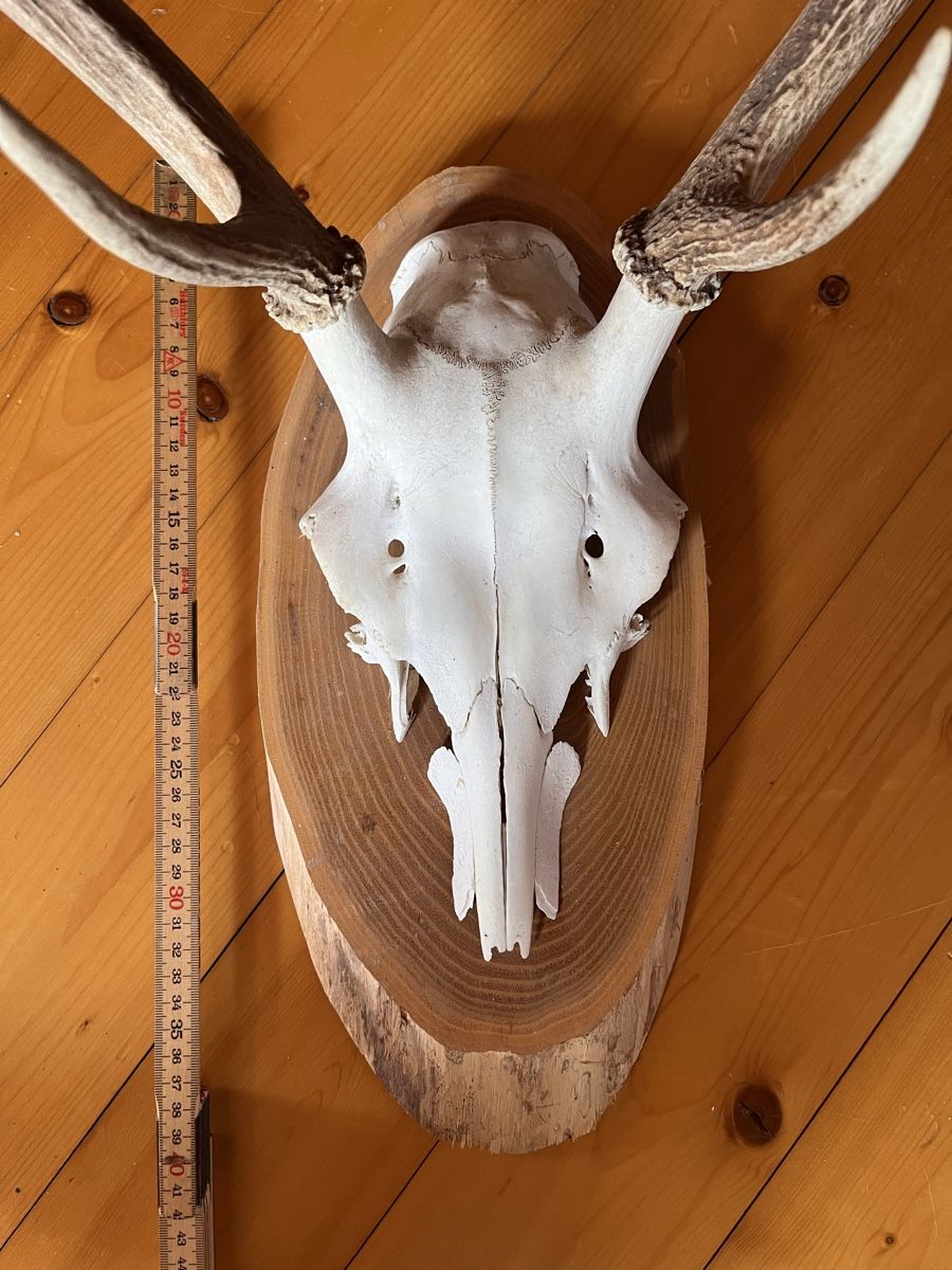 Altre raccolte & rarità: Hirschgeweih Trophäe Jäger – Usato da Maienfeld venduto da DivicoHelveticus 1