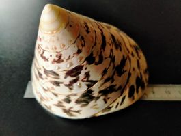 Tectus niloticus Trochidae Kreiselschnecke Muschel Schnecke