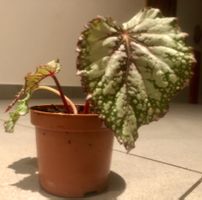 Zierpflanze 15 cm ↕️ “BEGONIA REX” 🍃 Plante d'intérieur