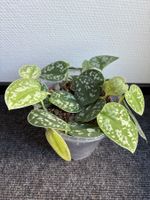 Scindapsus Pictus Argyraeus, gefleckte Efeutute