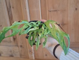 Monstera adansonii indonesia marble