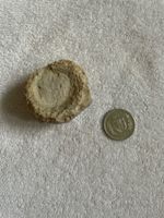 Versteinerung Fossil Rarität