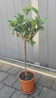 Exotischer Zitrusbaum „Buddhas Hand“ (Citrus medica)