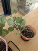 Einzigartige, grosse Ufopflanze (Pilea peperomioides)