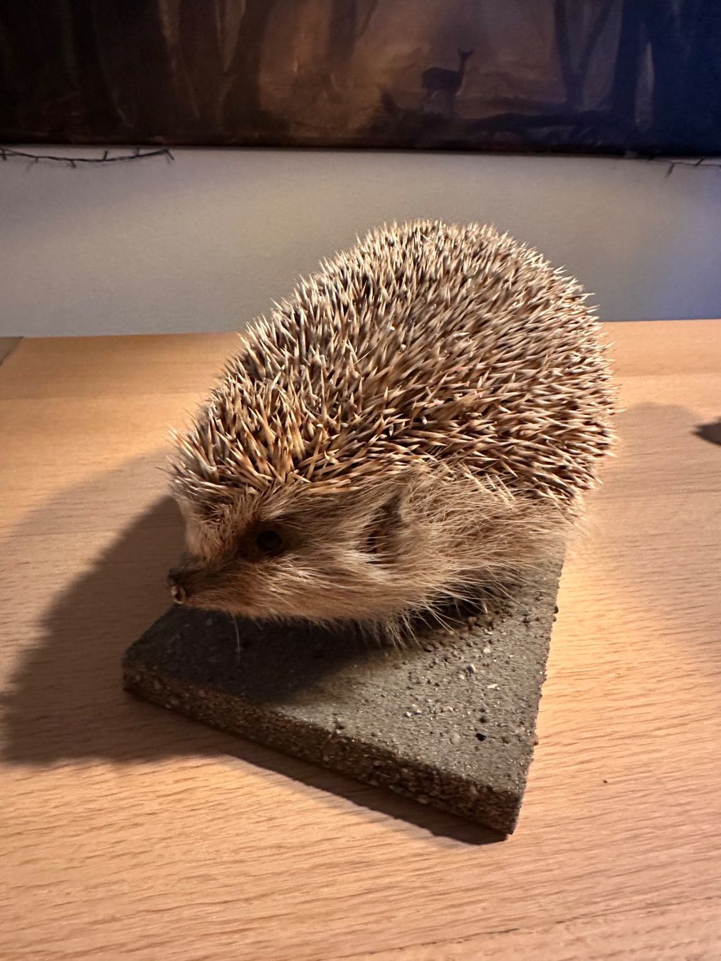 Il mondo degli animali: Präparierte Igel – Usato da Arboldswil venduto da Rhacodactylus 1