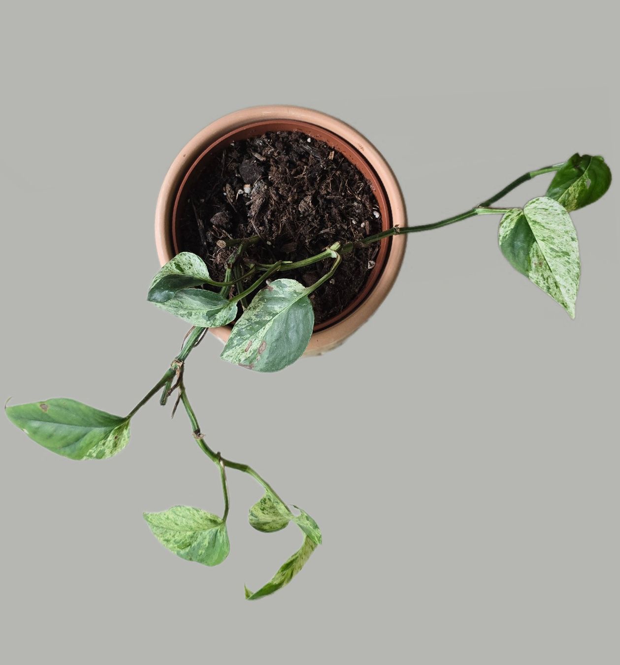 Piante & sementi: Epipremnum 'Marble' Variegata Inkl. Übertopf – Usato da Aarburg venduto da Glitzerzauber 2