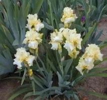 Iris 1 bulbe Summer walz