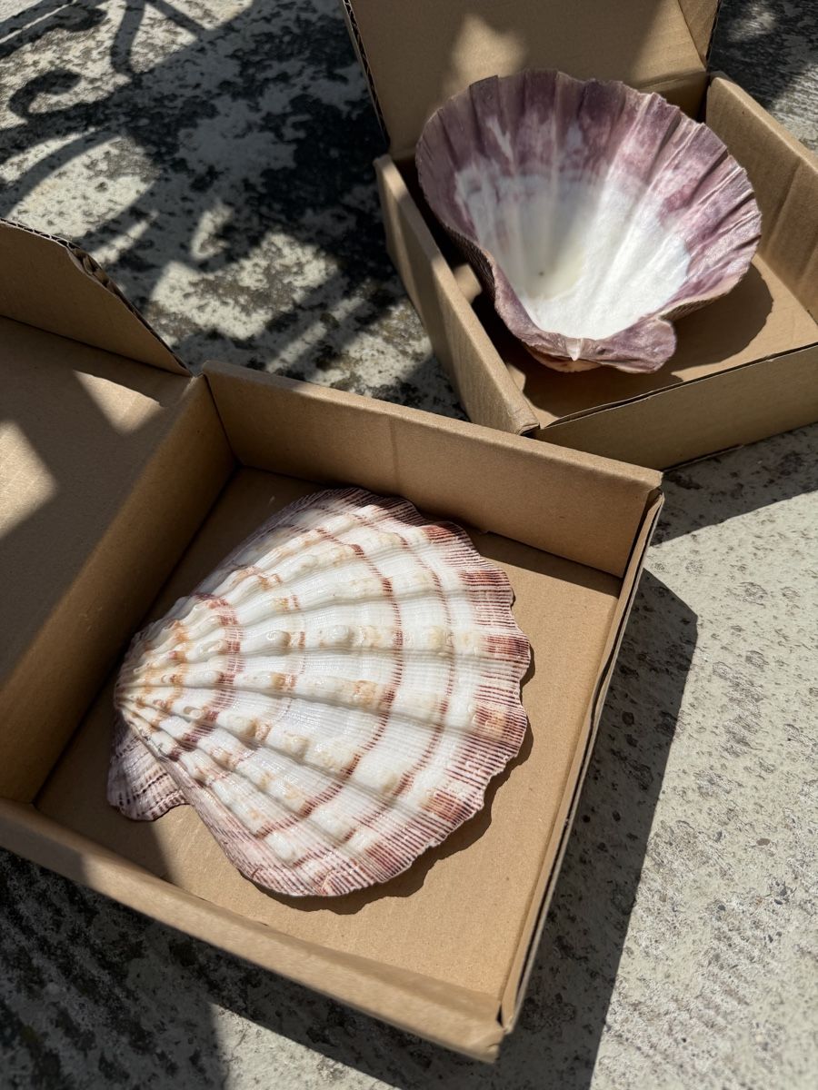 Toutes les décorations: Scallop Shells Muscheln Deko – Neuf avec emballage d'origine à Zürich par agichristine