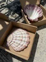 Scallop Shells Muscheln Deko