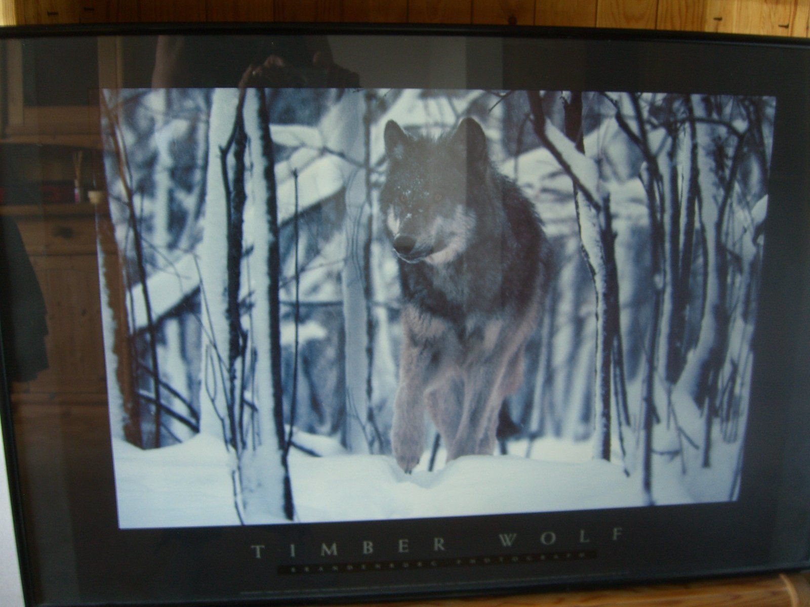 Bilderrahmen: wunderschönes,grosses Bild eines Timber Wolfs, Wechselrahmen – Gebraucht aus Winterthur von Gaia 5