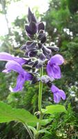 Salvia guaranitica - eine Pflanze!!!