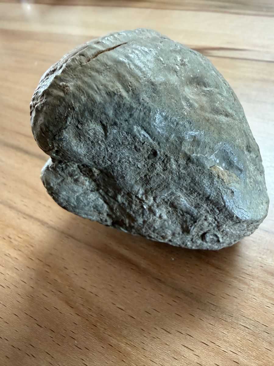 Fossili: Versteinerte Herzmuschel – Usato da Grenchen venduto da Bastet007 2