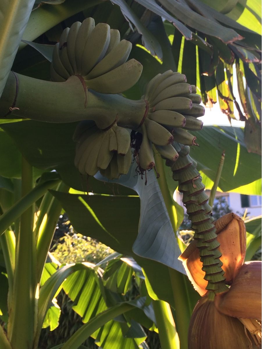 Piante & sementi: Bananenpflanze  – Usato da Rüti ZH venduto da Walti0 5