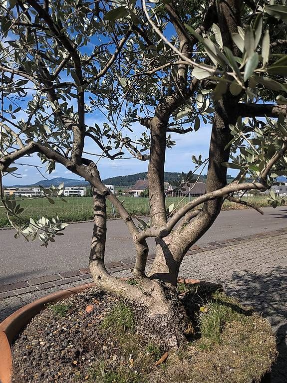Pflanzen & Samen: Olivenbaum – Gebraucht aus Siebnen von Tschgubidu 2