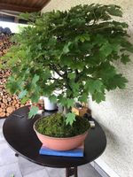 alter Bonsai Ahorn (60 jährig)