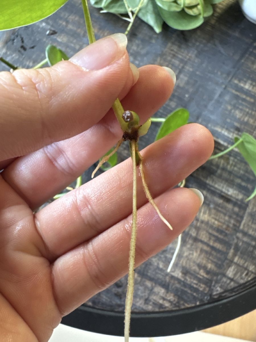 Piante & sementi: Philodendron Scandens Ableger 5 Stück – Usato da Villnachern venduto da Lommy 1