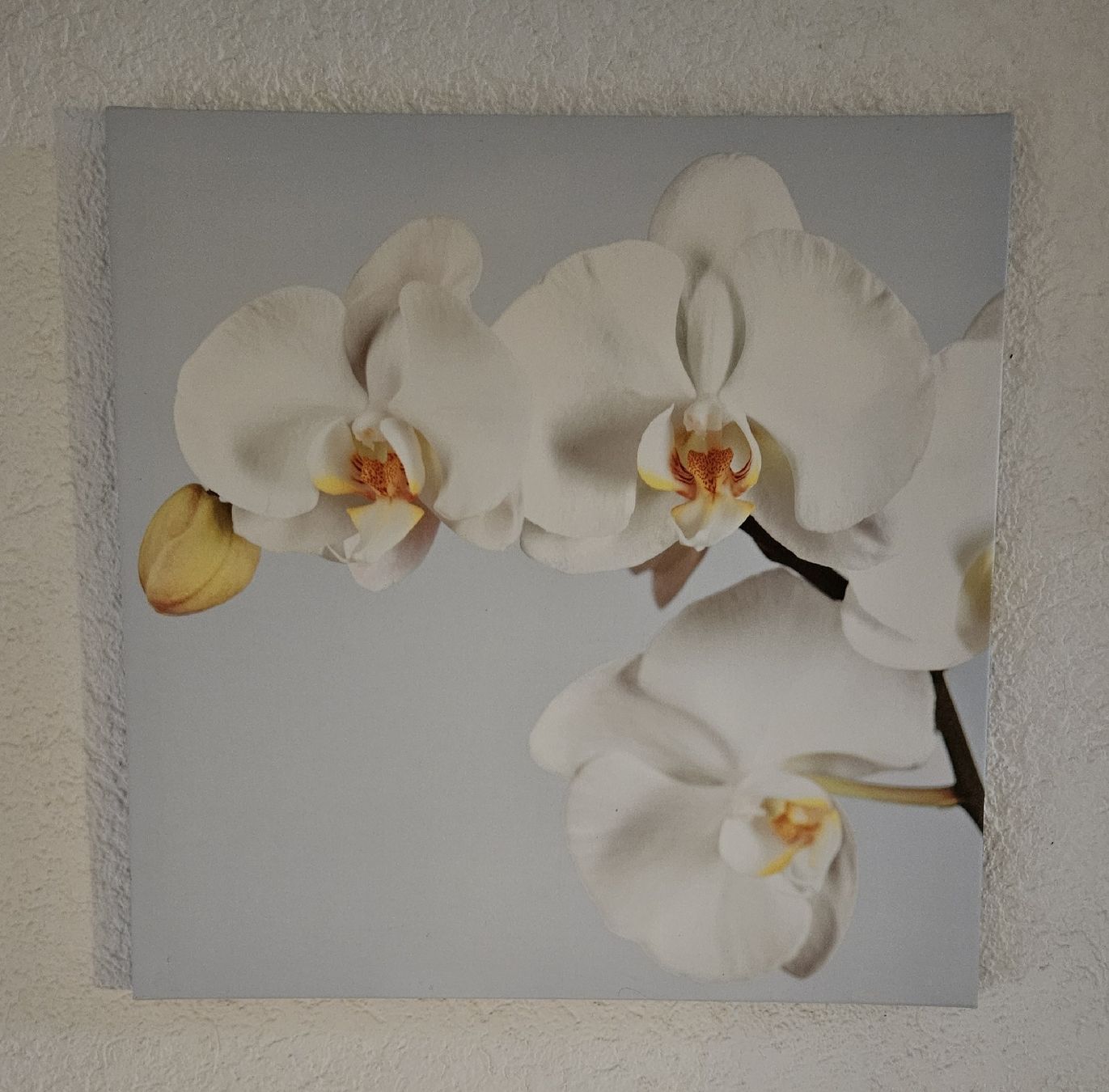 Foto & Immagini: 3 Orchideen-Leinwände - Spendenaktion – Usato da Unterkulm venduto da Beljasch 2