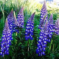 30 Samen Lupine RUSSEL THE GOVERNOR Staudenlupine
