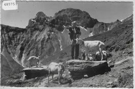 Bei Kandersteg, Idyll auf Allmenalp - Ziegen chevres